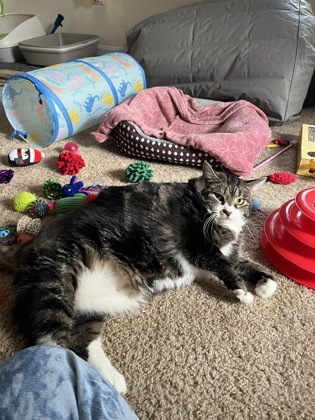 View Wally (bonded To Werthers Butterscotch) In Foster the Cat Photo #3