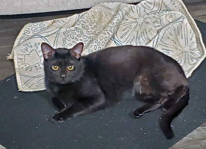 View Cantaloupe the Cat Photo #2