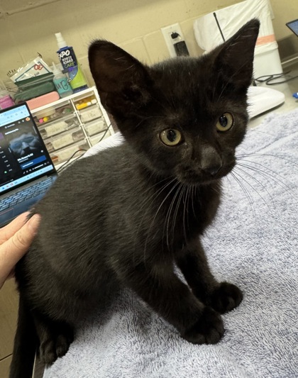 Help Rehome This Cat Cat