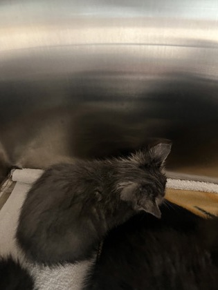 Help Rehome This Cat Cat