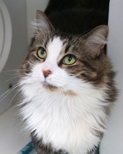 KITTY - Domestic Medium Hair / Mix available for adoption