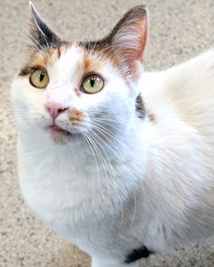 Learn More About Cali Cat (bonded To Pepper Marie) Photo of Cali Cat (Bonded to Pepper Marie)