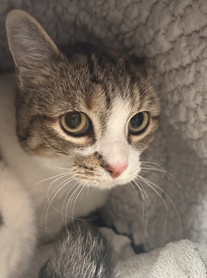 Learn More About Bella Photo of Bella