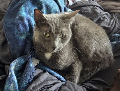 Learn More About Blue (in Foster) Photo of Blue (in foster)