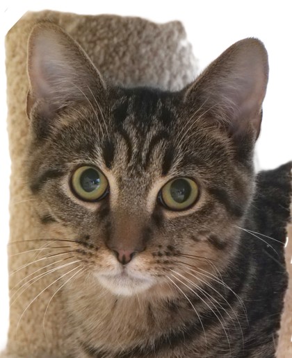 View Lazuli the Cat Photo #1