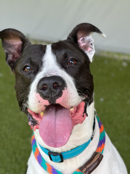 View Chuck (in Foster) the Dog Photo #1