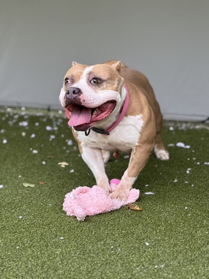 Learn More About Precious (in Foster) Photo of Precious (in foster)