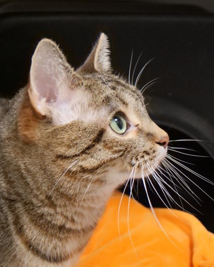 View Mimi (at Smitten Kitten) the Cat Photo #2