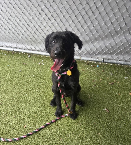 STRUDEL - Standard Poodle / Standard Schnauzer available for adoption