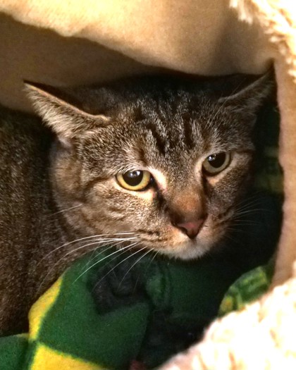 Learn More About Lil Mama