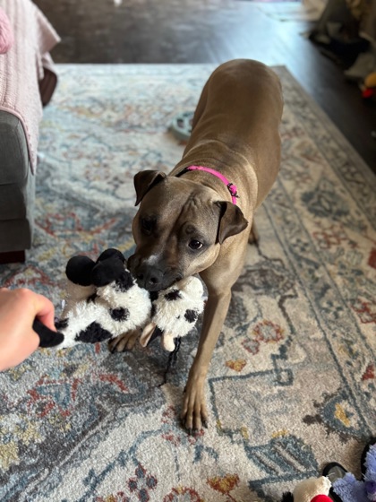View Piper (in Foster) the Dog Photo #2