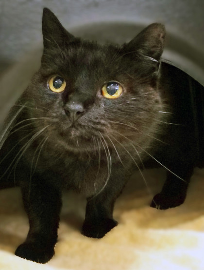 Ziggy (at Smitten Kitten) - Cat