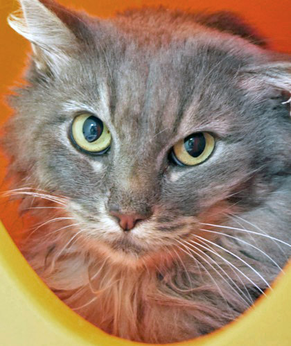 Learn More About Jinxy Photo of Jinxy