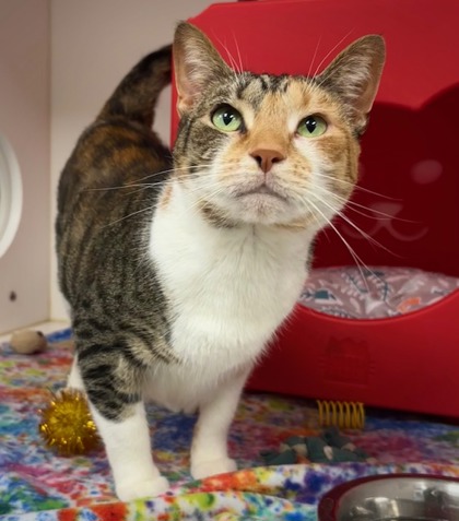 View Pawpy the Cat Photo #1