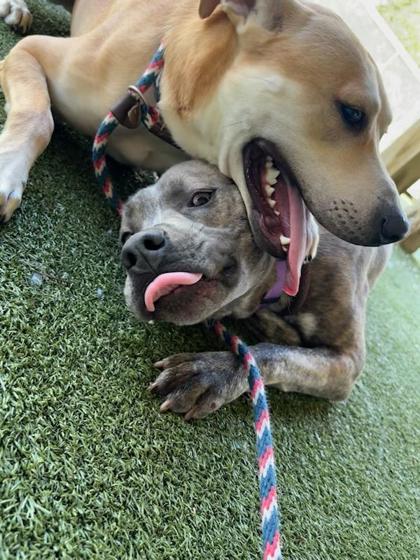 View Auggie the Dog Photo #1