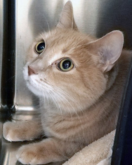 View Leo Howard the Cat Photo #2
