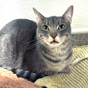 View Milo (bonded To Smudge) the Cat Photo #2