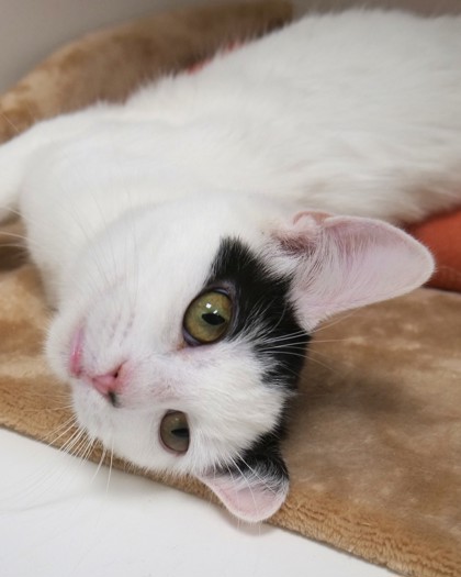 Learn More About Diana