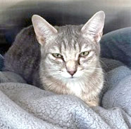 Learn More About Angel (bonded To Piper Rose)