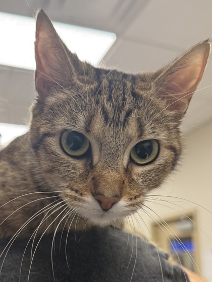 View Chleo the Cat Photo #2