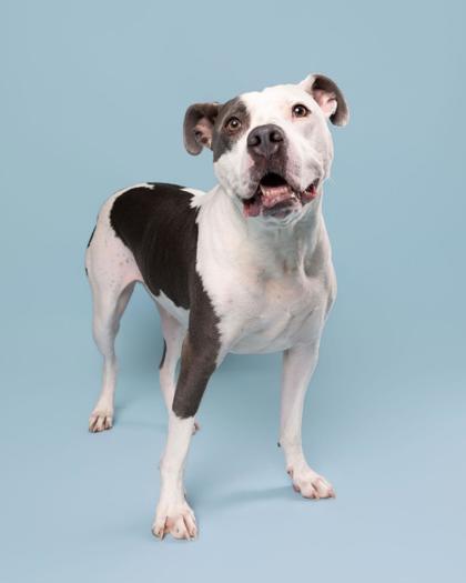 APOLLO - Pit Bull Terrier / Mix available for adoption