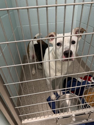 View Dewy the Dog Photo #1