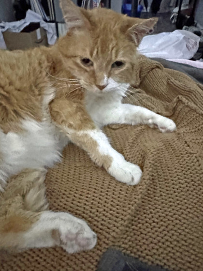 View Waffle (in Foster) the Cat Photo #2