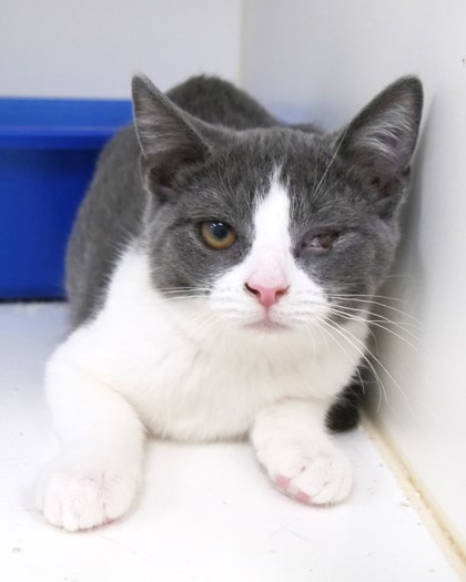 View Violet the Cat Photo #1