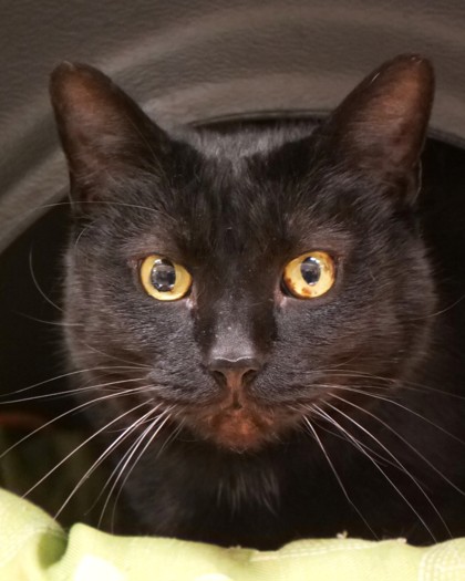 View Gypsy Girl the Cat Photo #1