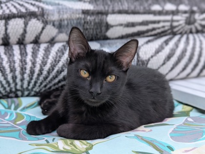 View Lost Cat Photo #1