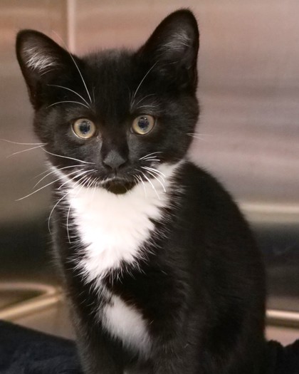 Help Rehome This Cat Cat