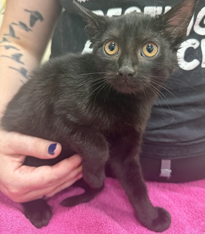 Photo of Sprinkles