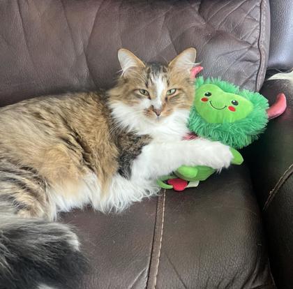 Have You Seen Maestro? Cat