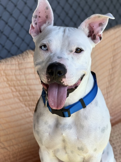 View JayJay the Dog Photo #1