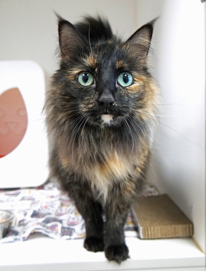 View Pria the Cat Photo #1