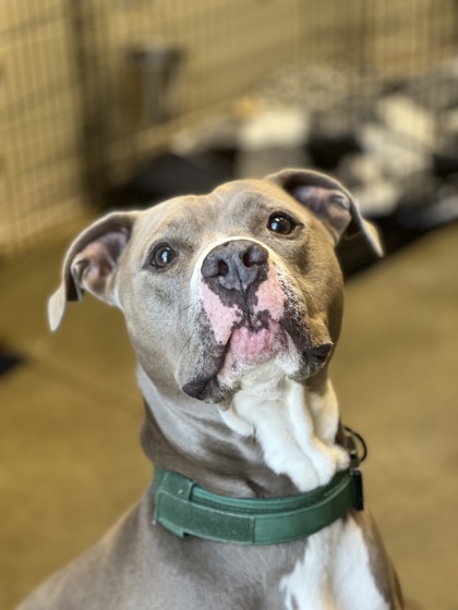 View Diesel the Dog Photo #2