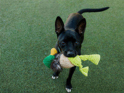 View Tiny Dancer the Dog Photo #2