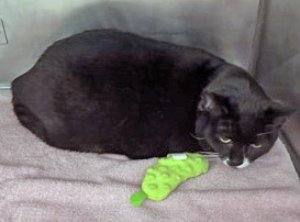 View Tiana the Cat Photo #2