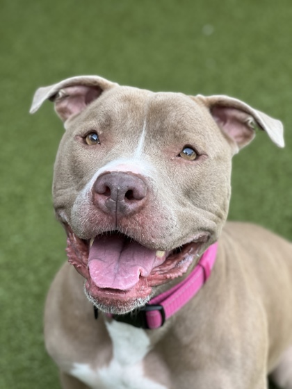 View Buttercup the Dog Photo #1