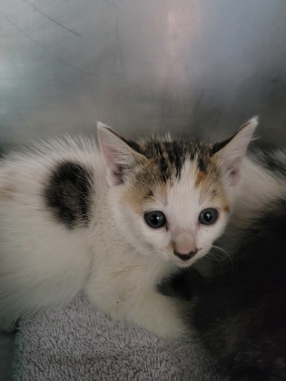 EMMA STONE - Domestic Shorthair / Mix available for adoption
