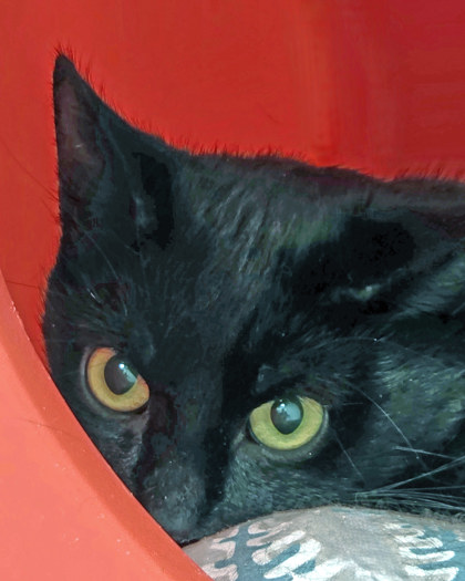 Learn More About Owl