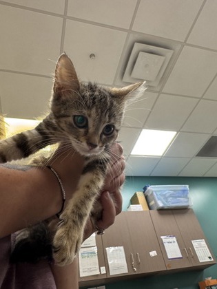 Help Rehome This Cat Cat