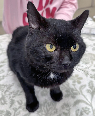 View Uncle Fester the Cat Photo #1