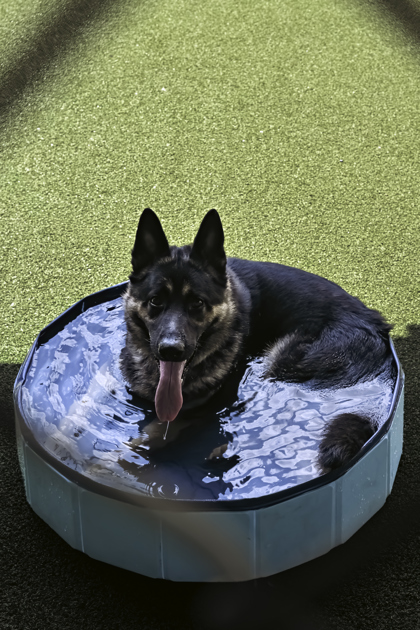 View Badal the Dog Photo #3