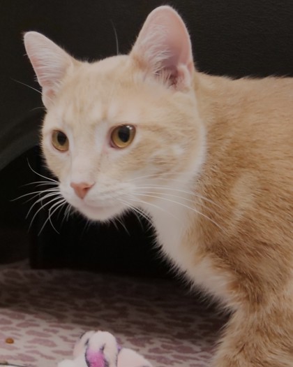 Learn More About Pickles Photo of Pickles