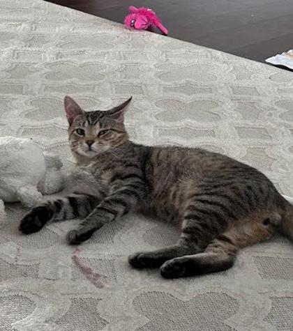 View Ballas the Cat Photo #3