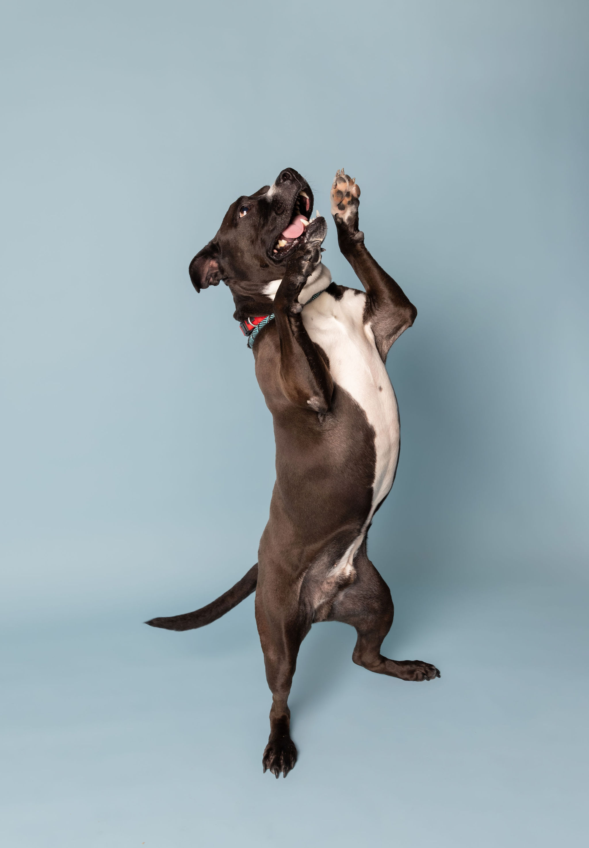 View Jaxx the Dog Photo #1