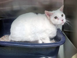 View Gordon Ramsay the Cat Photo #1