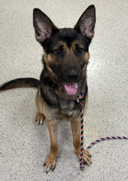 View Morrie the Dog Photo #2