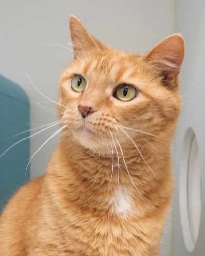 View Piper Bea the Cat Photo #1